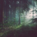 bayerischer wald